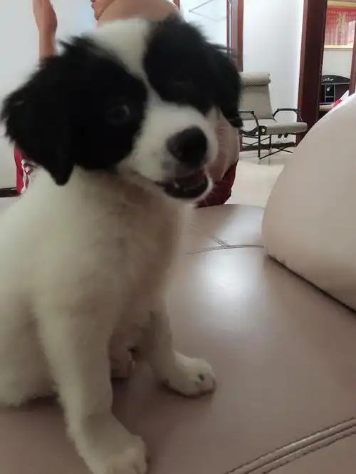 边境牧羊犬白色特别多,是边牧吗?