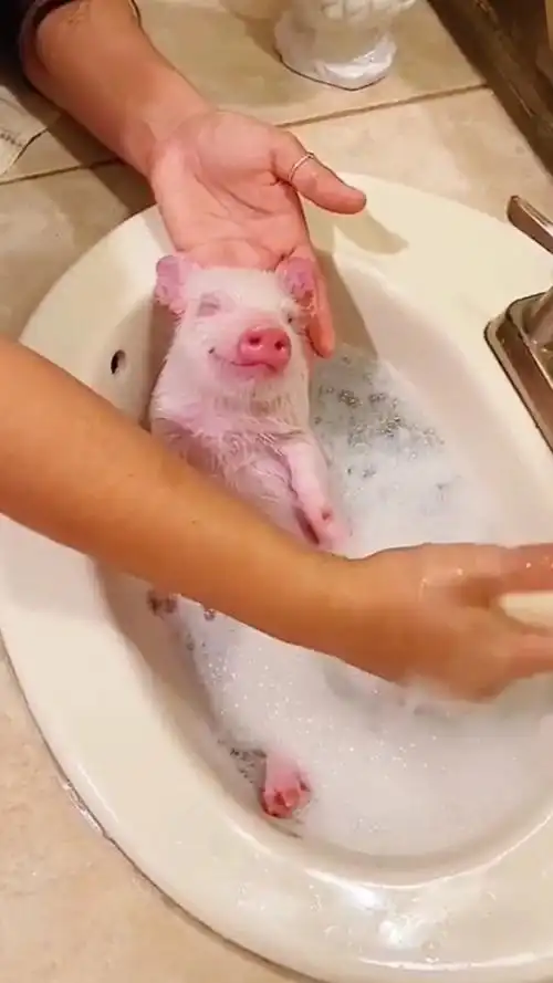 洗澡的猪猪也太舒服了吧(我对我爸妈很好,不要杠我)