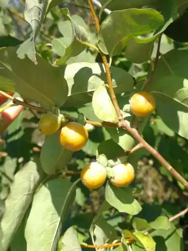 野生山柿子树甜
