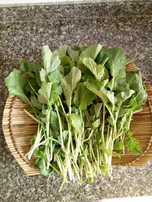 冬油菜菜干(万年青菜干)的营养价值与功效