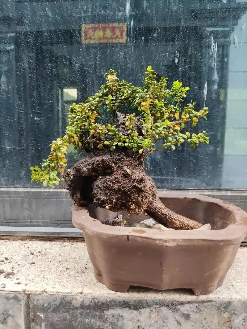 盆景素材 #老桩盆景 珍珠米叶黄杨 - 抖音