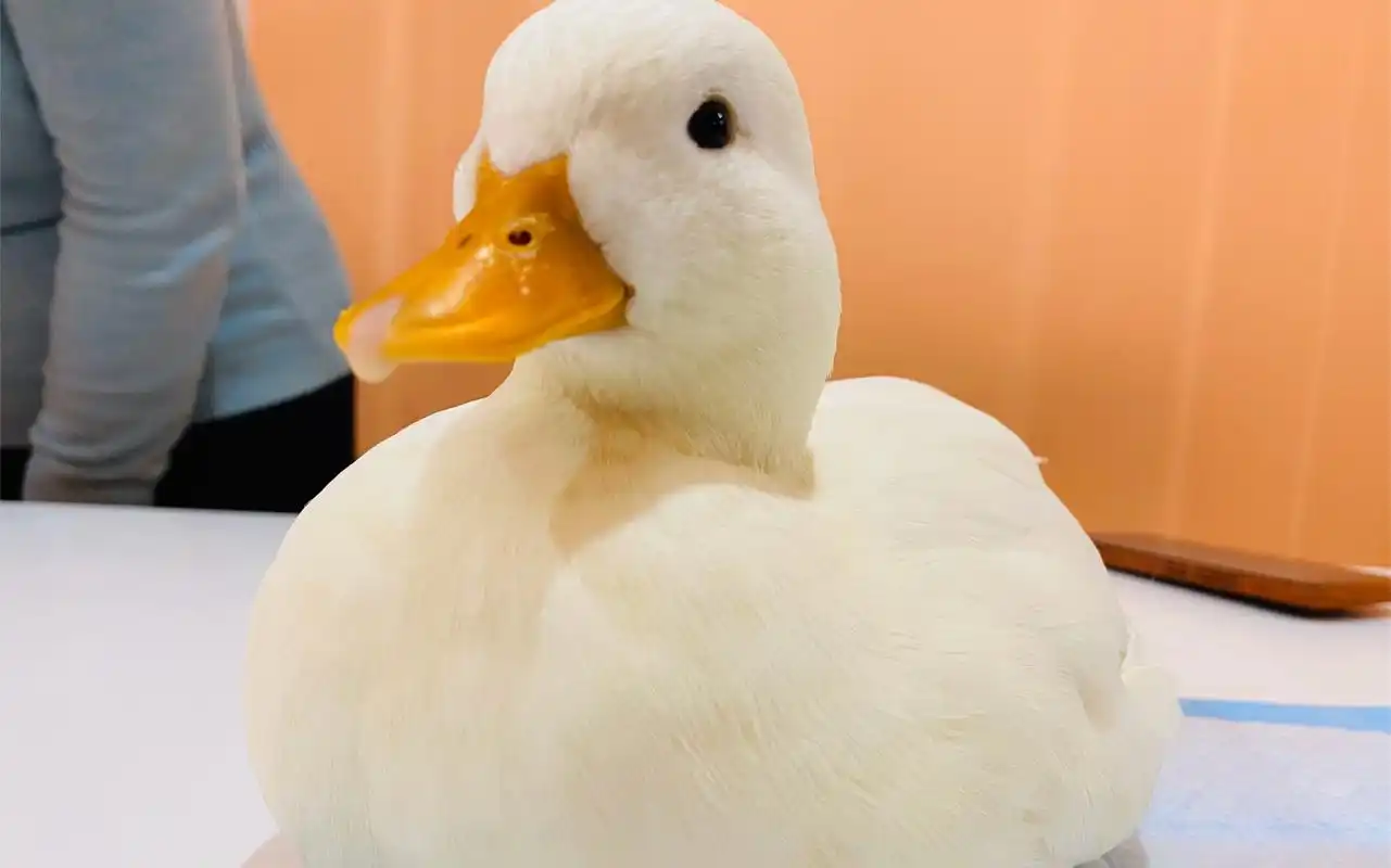 柯尔鸭鸭鸭睡着啦07ω