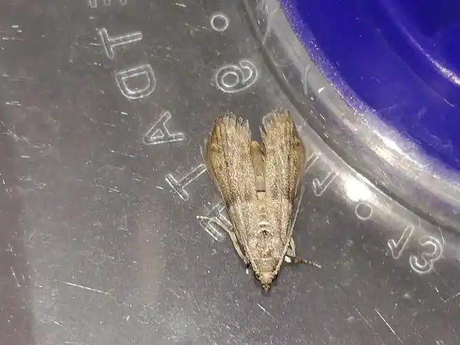 那些妖蛾子 第十辑 (螟蛾科)