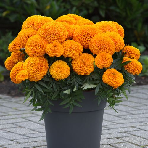 万寿菊花种子混色菊花种子四季易活臭芙蓉花种籽驱蚊盆栽花籽包邮