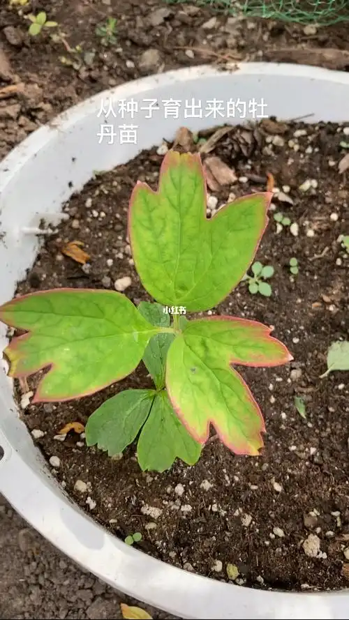 牡丹苗长势良好