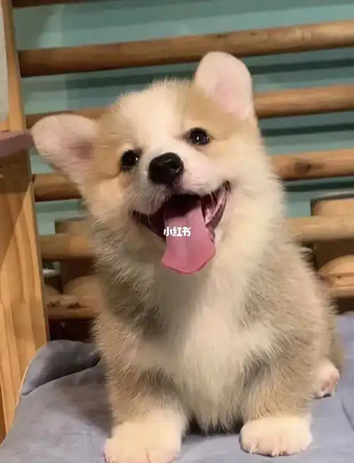 小柯基犬低价出售 找新家了 喜欢的抱回家