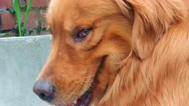 看见金毛这个坏笑,它一定又有什么坏心眼,想谋害铲屎官!