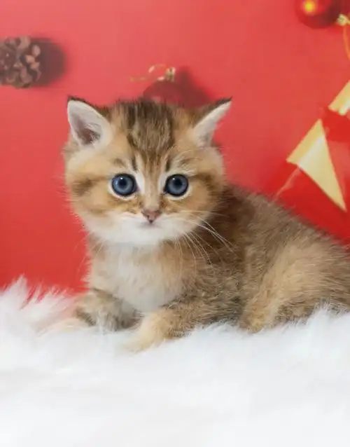 25色金渐层猫咪1200元