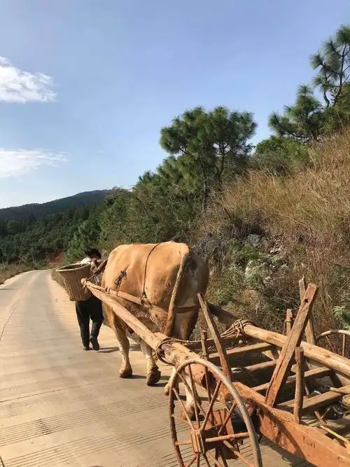 道路旁的牛拉车