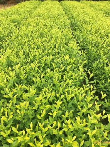 湖北黄金芽茶苗与黄金芽家系新品种金玉缘_果树苗/种_水果_产品供应_n