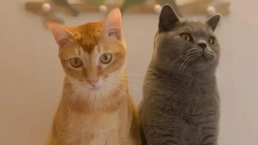 活动作品橘猫与蓝猫的无聊猫生2