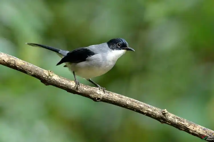 黑头奇鹛 - 鸟类文化版 鸟网