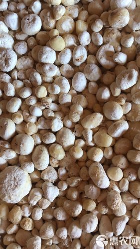 [半夏种子批发]半夏种子 干货纯太阳晒干无硫价格54元/斤 - 惠农网