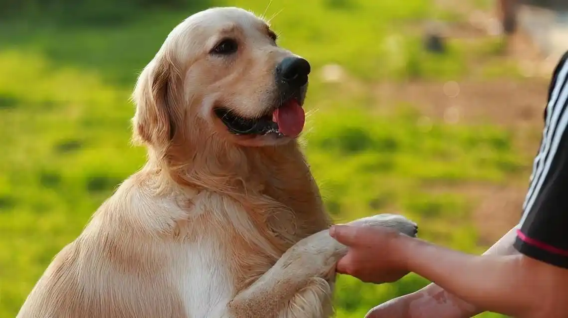 狗狗训练师:抓住训练黄金期,精心养育"听话狗"!