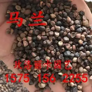 马兰种子新采马莲花种花籽马兰头马莲花马莲菜马莲草种子耐旱包邮