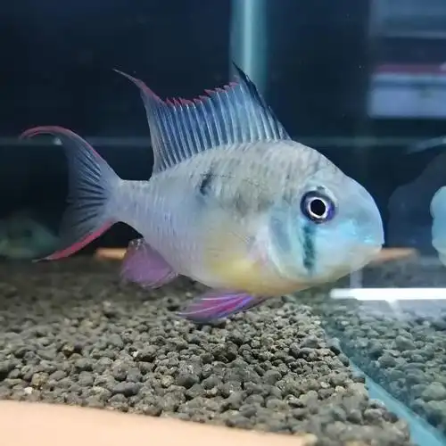 南美水族社短玻利维亚凤凰观赏热带淡水活体鱼