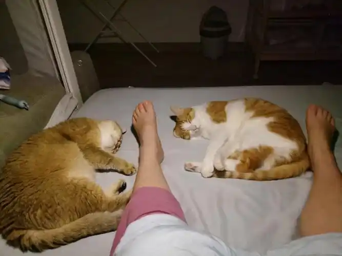 我还没上床睡觉,他们两个先睡了我上床躺着,他们睡得打呼了#我家猫咪