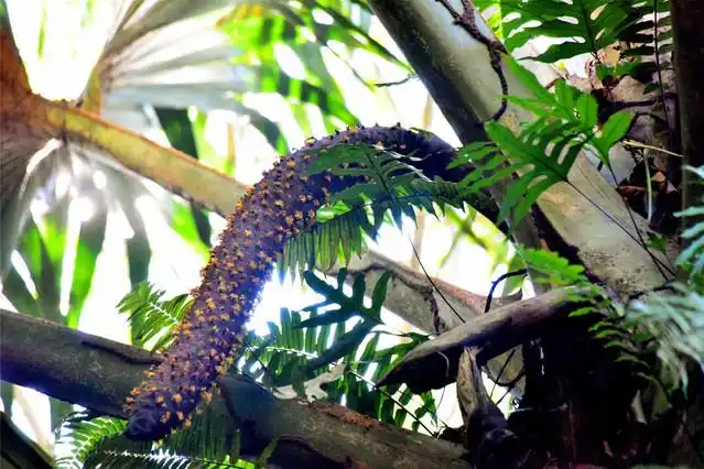 这是海椰子雄性椰子树的雄花.