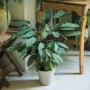 新飞羽竹芋 小椿日和 网红绿植室内耐阴易养活观叶吸甲醛客厅盆栽