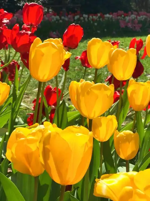 春天阳光下色彩鲜艳的郁金香花群