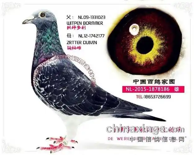 杨阿腾信鸽特征