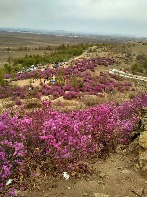 黑龙江省鸡西市鸡东县向阳镇030乡道天气预报