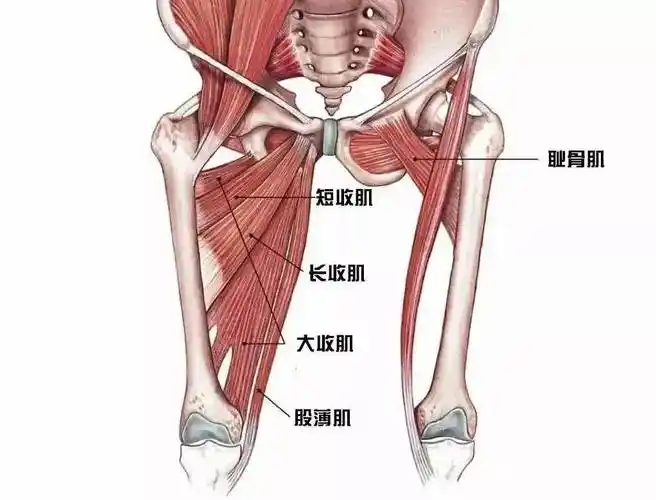 困扰梅西的"腹股沟拉伤"是什么?专家解答→_足球运动员_时间_活动