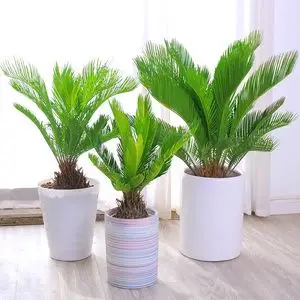 铁树盆栽植物室外大型四季常青庭院花卉净化空气多头开花苏铁绿.