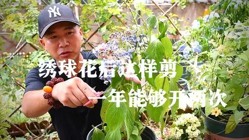 1绣球花如何修剪:绣球花开完后要从底部进行修剪,然后将芽点多的部分