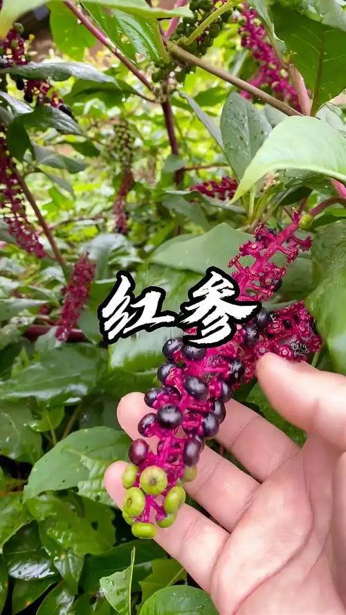 小时候常见的红参,村里人都抢着找!