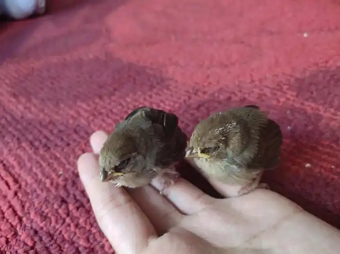 真的好小啊小麻雀