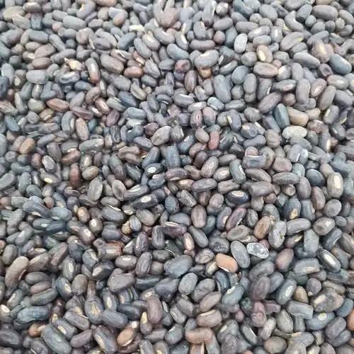 鸡冠刺桐种子林木种籽国产散装四季多年生景观家庭园艺种子