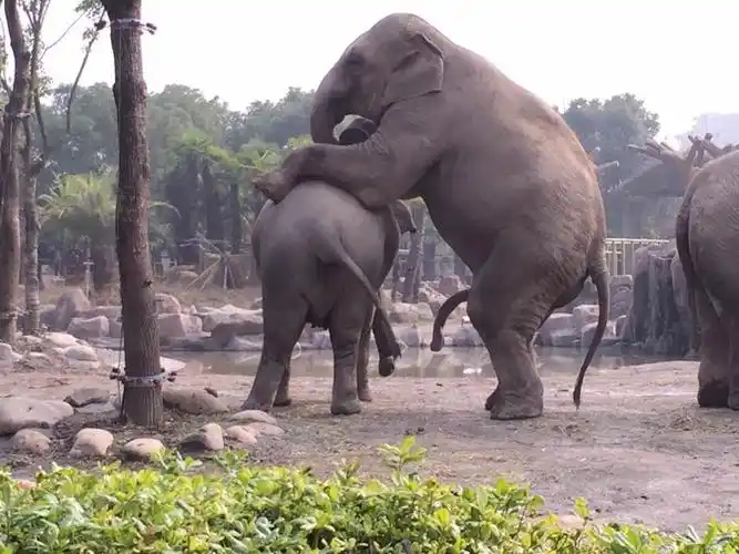 罕见的动物交配,虽是自然界的规律,但却从没见过