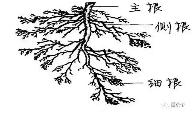 带你全方位图解茶树的六大器官