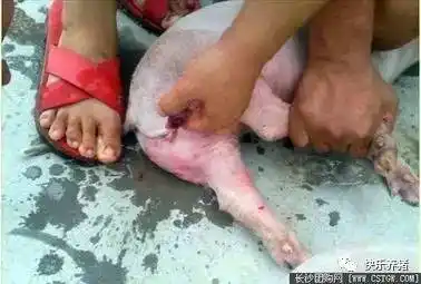 生猪阉割十大禁忌!
