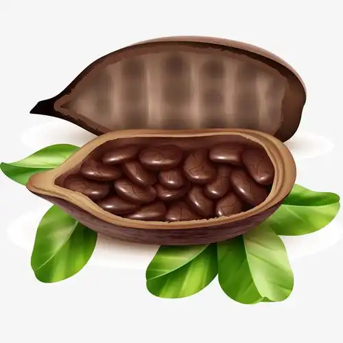 高清可可矢量插画