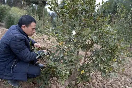"把多余的枝丫修剪掉,这样油茶才能生长得更好.