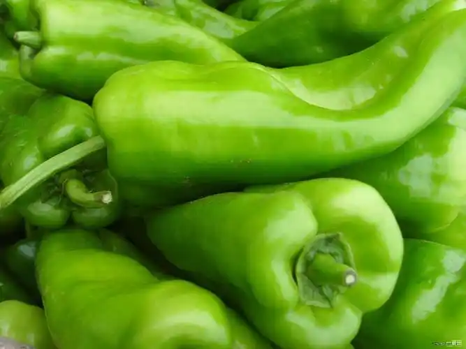 本地青椒特价0.98元一斤,限6月12日---6月15日