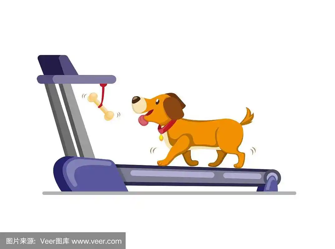 狗在跑步机上跑去取骨头.训练狗在家里跑或走.