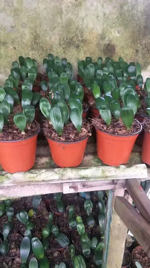 君子兰 小苗 横兰 多头兰 佛光 圆头花脸 日本兰高串