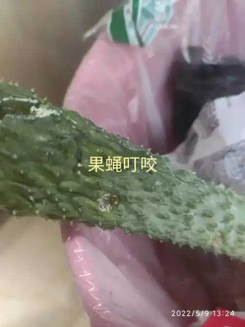 春夏果蝇防治办法(番茄黄瓜无花果等)