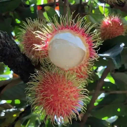 海南热带稀奇水果,毛茸茸又丑萌的的外表下,内芯却是一颗璀璨美味的夜