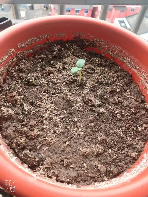 黄瓜的生长观察记录(余奕翬)