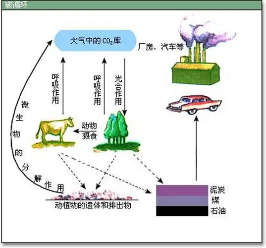 碳循环的基本过程