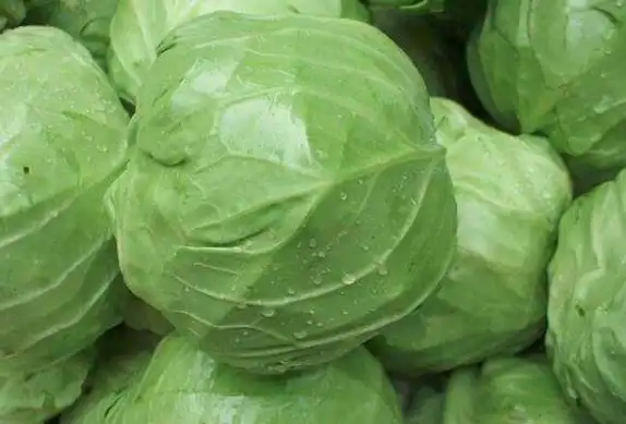 卷心菜与包菜图片对比