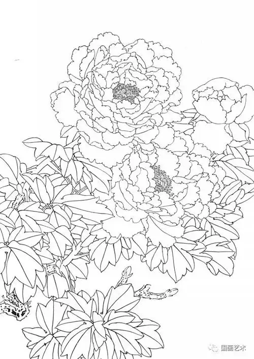 资料分享一组漂亮的工笔白描花鸟