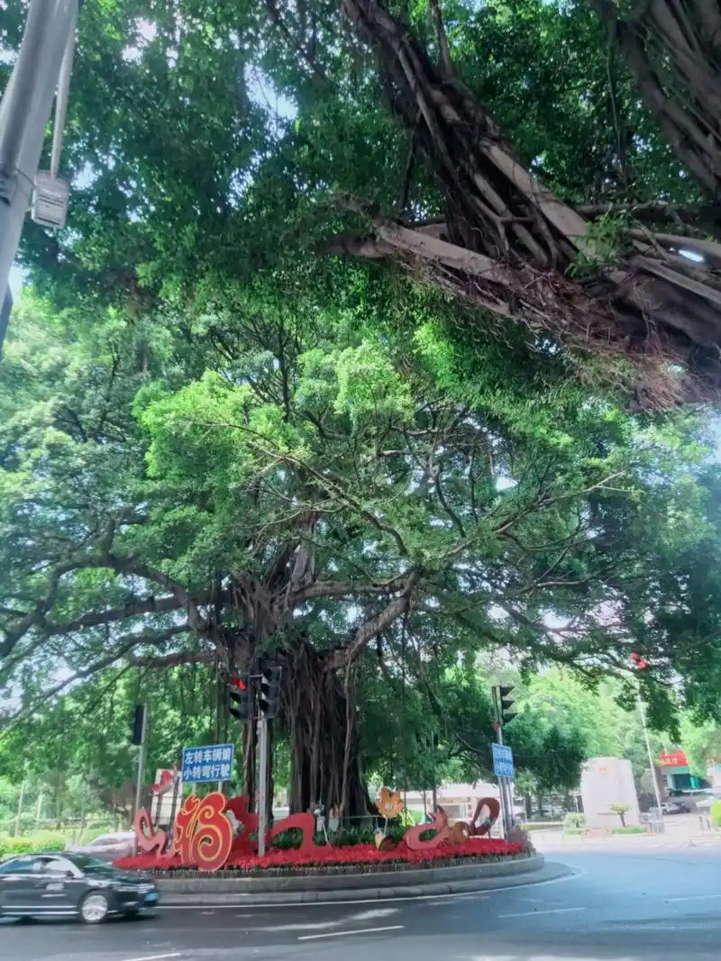 来福州吧,来福州做什么?当然是来看福州的大榕树啦[期待][期待]