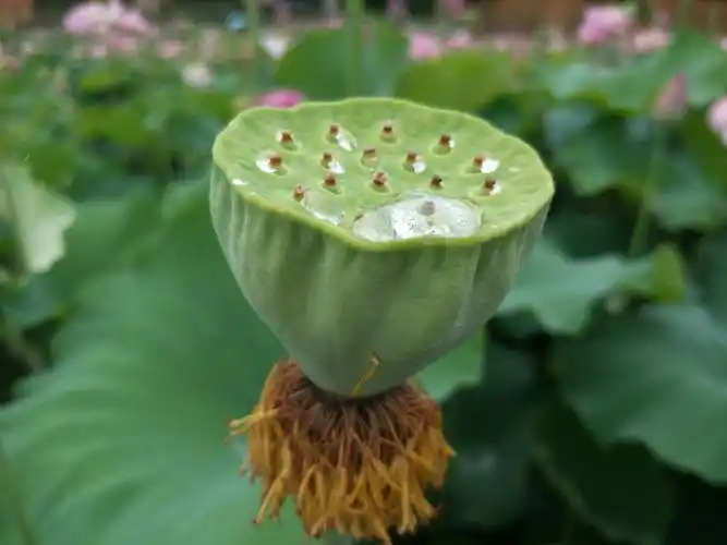 草荷塘——伴莲记