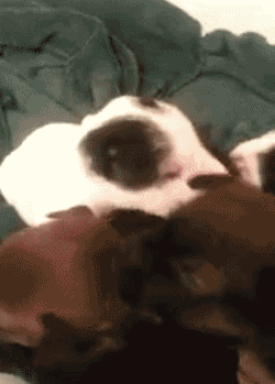 250_349竖版 竖屏gif 动态图 动图