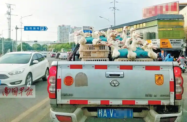 图为8月13日,大批活鸭正运往南宁市各个农贸市场进行销售.